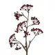 Artificial Garden RED HOLLY BERRIES FRUIT BRANCH 21427 Τεχνητό Διακοσμητικό Κλαδί Κόκκινο Γκί Y86cm Artificial Garden RED HOLLY BERRIES FRUIT BRANCH 21427 Τεχνητό Διακοσμητικό Κλαδί Κόκκινο Γκί Y86cm