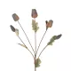 Artificial Garden POPPY FRUIT BRANCH 21432 Τεχνητό Διακοσμητικό Κλαδί Παπαρούνα Y62cm Artificial Garden POPPY FRUIT BRANCH 21432 Τεχνητό Διακοσμητικό Κλαδί Παπαρούνα Y62cm