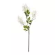 Artificial Garden WHITE AMARANTHUS FRUIT BRANCH 21447 Τεχνητό Διακοσμητικό Κλαδί Λευκός Αμάρανθος Y95cm Artificial Garden WHITE AMARANTHUS FRUIT BRANCH 21447 Τεχνητό Διακοσμητικό Κλαδί Λευκός Αμάρανθος Y95cm