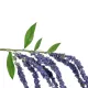 Artificial Garden PURPLE AMARANTHUS FRUIT BRANCH 21452 Τεχνητό Διακοσμητικό Κλαδί Μωβ Αμάρανθος Y80cm Artificial Garden PURPLE AMARANTHUS FRUIT BRANCH 21452 Τεχνητό Διακοσμητικό Κλαδί Μωβ Αμάρανθος Y80cm