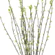Artificial Garden GREEN WILLOW FLOWER BRANCH 21458 Τεχνητό Διακοσμητικό Κλαδί Λευκή Ιτιά Y86cm Artificial Garden GREEN WILLOW FLOWER BRANCH 21458 Τεχνητό Διακοσμητικό Κλαδί Λευκή Ιτιά Y86cm
