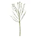 Artificial Garden BIG SPROUT BLOSSOM BRANCH 21461 Τεχνητό Διακοσμητικό Κλαδί Πράσινο Λάχανο Y150cm Artificial Garden BIG SPROUT BLOSSOM BRANCH 21461 Τεχνητό Διακοσμητικό Κλαδί Πράσινο Λάχανο Y150cm