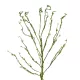 Artificial Garden BIG SPROUT BLOSSOM BRANCH 21461 Τεχνητό Διακοσμητικό Κλαδί Πράσινο Λάχανο Y150cm Artificial Garden BIG SPROUT BLOSSOM BRANCH 21461 Τεχνητό Διακοσμητικό Κλαδί Πράσινο Λάχανο Y150cm