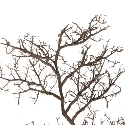 Artificial Garden EXTRA LARGE CORAL BRANCH 21464 Τεχνητό Διακοσμητικό Κλαδί Koράλι Y110cm