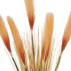 Artificial Garden ORANGE PAMPAS GRASS BRANCH 21486 Τεχνητό Διακοσμητικό Κλαδί Πορτοκαλί Πάμπας Y88cm Artificial Garden ORANGE PAMPAS GRASS BRANCH 21486 Τεχνητό Διακοσμητικό Κλαδί Πορτοκαλί Πάμπας Y88cm
