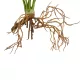 Artificial Garden BEGONIA LEAVES ROOTED 21489 Τεχνητό Διακοσμητικό Φυτό Πολύχρωμη Βιγόνια Μ25 x Π14 x Υ35cm