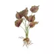 Artificial Garden BEGONIA LEAVES ROOTED 21490 Τεχνητό Διακοσμητικό Φυτό Πολύχρωμη Βιγόνια Μ25 x Π14 x Υ35cm