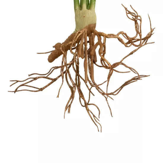 Artificial Garden BEGONIA LEAVES ROOTED 21490 Τεχνητό Διακοσμητικό Φυτό Πολύχρωμη Βιγόνια Μ25 x Π14 x Υ35cm