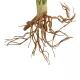 Artificial Garden BEGONIA LEAVES ROOTED 21490 Τεχνητό Διακοσμητικό Φυτό Πολύχρωμη Βιγόνια Μ25 x Π14 x Υ35cm