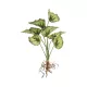 Artificial Garden BEGONIA LEAVES ROOTED 21491 Τεχνητό Διακοσμητικό Φυτό Πολύχρωμη Βιγόνια Μ25 x Π14 x Υ35cm