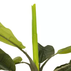 Artificial Garden BANANA TREE 21500 Τεχνητό Διακοσμητικό Δέντρο Μπανανιάς Υ300cm