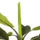 Artificial Garden BANANA TREE 21500 Τεχνητό Διακοσμητικό Δέντρο Μπανανιάς Υ300cm