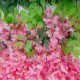 Artificial Garden HOT PINK WISTERIA FLOWER BRANCH 21512 Σετ 12 Τεχνητά Διακοσμητικά κλαδιά Βιστέριας Έντονο Ροζ Φ45 x Υ120cm