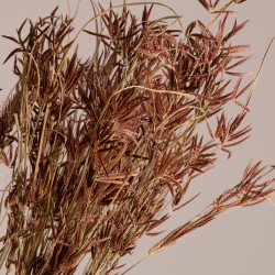 CYPERUS 36500 Αποξηραμένο Φυτό Κύπειρος - Μπουκέτο Διακοσμητικών Κλαδιών Μπεζ - Καφέ Υ60cm