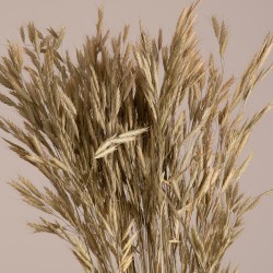 WHEAT 36548 Αποξηραμένο Φυτό Σίτος - Μπουκέτο Διακοσμητικών Κλαδιών Μπεζ - Πράσινο Υ60cm