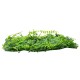 PEPPEROMIA 78434 Artificial Wall Plant Panel / Vertical Garden  Peperomia & Zebrina - Green - L60 x W9 x H40cm