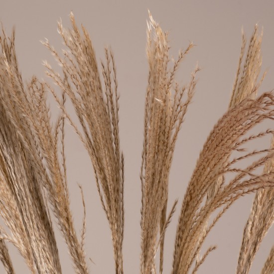 MISCANTHUS 36539 Αποξηραμένο Φυτό Μίσχανθος - Μπουκέτο Διακοσμητικών Κλαδιών Μπεζ Υ140cm