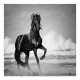 Πίνακας σε καμβά "Black Horse" ψηφιακής εκτύπωσης 60x60x3εκ. Πίνακας σε καμβά "Black Horse" ψηφιακής εκτύπωσης 60x60x3εκ.