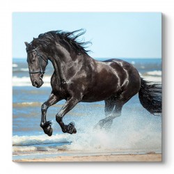 Πίνακας σε καμβά "Black Horse"  ψηφιακής εκτύπωσης 60x60x3εκ.