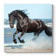Πίνακας σε καμβά "Black Horse" ψηφιακής εκτύπωσης 60x60x3εκ. Πίνακας σε καμβά "Black Horse" ψηφιακής εκτύπωσης 60x60x3εκ.