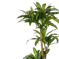 Διακοσμητικό φυτό Dracaena I σε γλάστρα Inart  πράσινο pp Υ170εκ Model: 316-000009