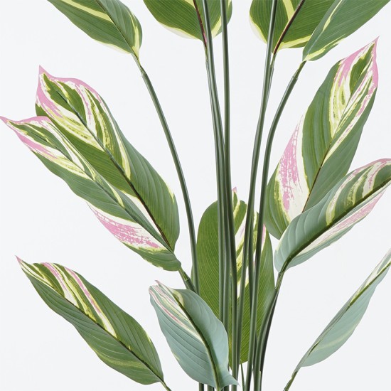 Διακοσμητικό φυτό σε γλάστρα Aglaonema Inart πράσινο Φ80x150εκ