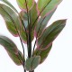 Διακοσμητικό φυτό σε γλάστρα Calathea Inart πράσινο Φ68x120εκ