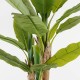 Διακοσμητικό φυτό σε γλάστρα Banana Tree Inart πράσινο Φ53x190εκ