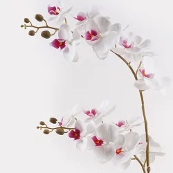 Διακοσμητικό φυτό σε γλάστρα Οrchid White Inart 36x17x65εκ